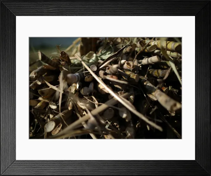 Framed Print : Sugar canes lie stacked on the outskirts of Ganthier Framed Print : Sugar canes lie stacked on the outskirts of Ganthier