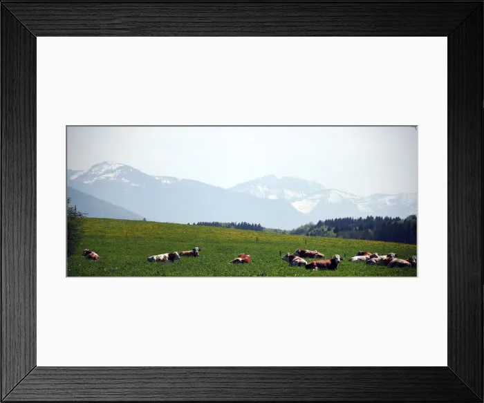 Framed Print : Cows lie in a field in Reitham near Warngau Framed Print : Cows lie in a field in Reitham near Warngau