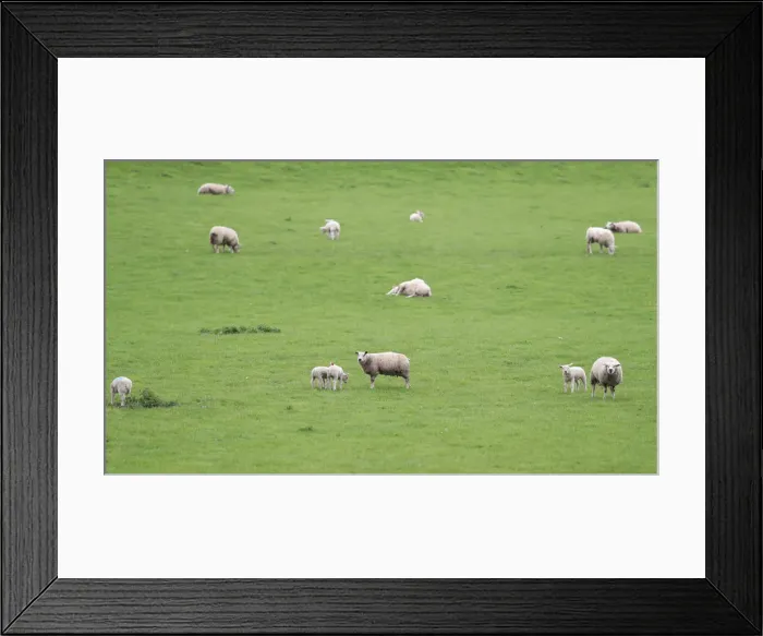 Framed Print : Sheep and lambs graze in a field near Congleton Framed Print : Sheep and lambs graze in a field near Congleton