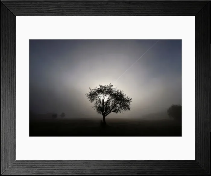 Framed Print : A tree is seen in early morning fog on a field between Hanau and Offenbach