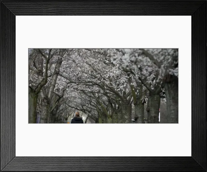 Framed Print : A woman walks under blooming cherry trees during winter time in Berlin Framed Print : A woman walks under blooming cherry trees during winter time in Berlin