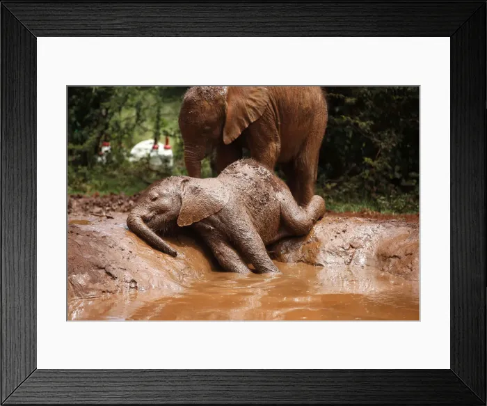 Framed Print : An orphaned baby elephant basks in a mud puddle at the David Sheldrick Elephant Orphanage Framed Print : An orphaned baby elephant basks in a mud puddle at the David Sheldrick Elephant Orphanage