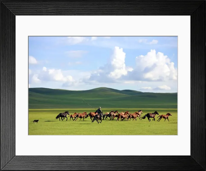 Framed Print : A man whips a herd of horses in Xilin Gol League Framed Print : A man whips a herd of horses in Xilin Gol League