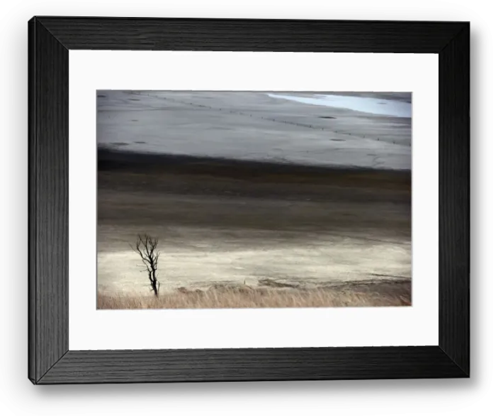 Framed Print : A dead tree stands in front of shallow water and a dried-up area of Lake George Framed Print : A dead tree stands in front of shallow water and a dried-up area of Lake George