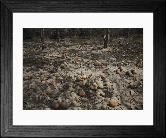 Framed Print : Oranges, covered by ash from a Mount Sinabung eruption, are seen at Beras Tepu village in Framed Print : Oranges, covered by ash from a Mount Sinabung eruption, are seen at Beras Tepu village in