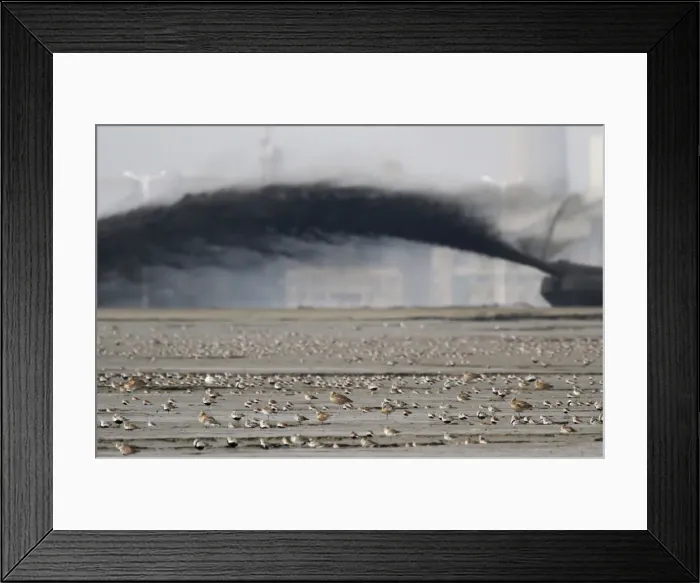 Framed Print : A flock of snipes rest at a swamp near a land reclamation project on the Yalu River Framed Print : A flock of snipes rest at a swamp near a land reclamation project on the Yalu River