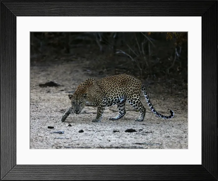 Framed Print : A leopard walks at Yala National Park in southern Sri Lanka Framed Print : A leopard walks at Yala National Park in southern Sri Lanka