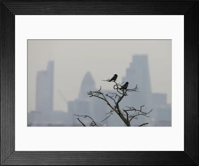 Framed Print : Birds sit on a tree branch in Hampstead Heath as smog surrounds the City of London Framed Print : Birds sit on a tree branch in Hampstead Heath as smog surrounds the City of London
