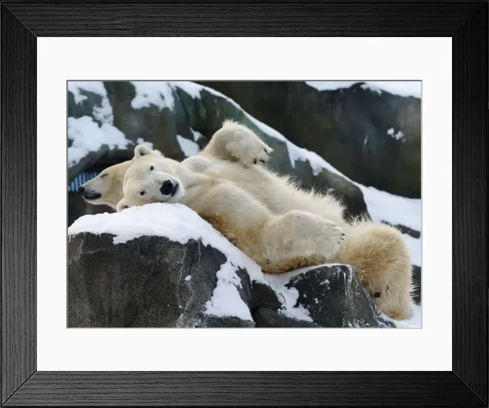 Framed Print : Two polar bears relax in the snow at Schoenbrunn zoo in Vienna