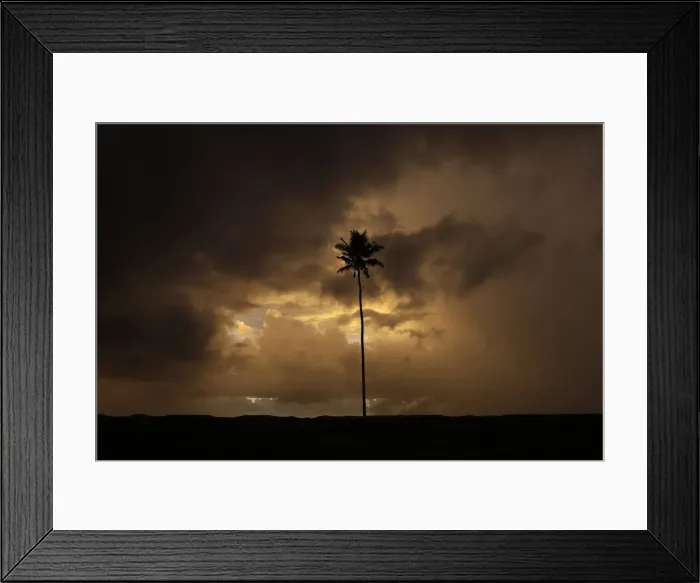 Framed Print : A coconut tree is seen against the backdrop of a sunset at Lamno beach, in Aceh Besar