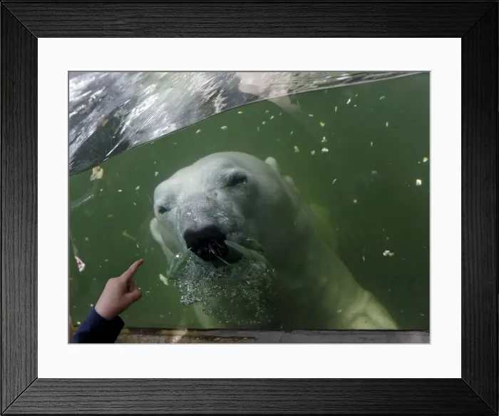 Framed Print : A polar bear swims underwater in its enclosure on a hot summer day at Prague Zoo Framed Print : A polar bear swims underwater in its enclosure on a hot summer day at Prague Zoo