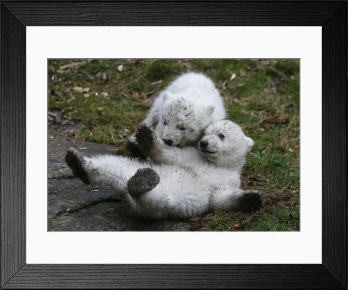 Framed Print : Twin polar bear cubs play outside in their enclosure at Tierpark Hellabrunn in Munich Framed Print : Twin polar bear cubs play outside in their enclosure at Tierpark Hellabrunn in Munich