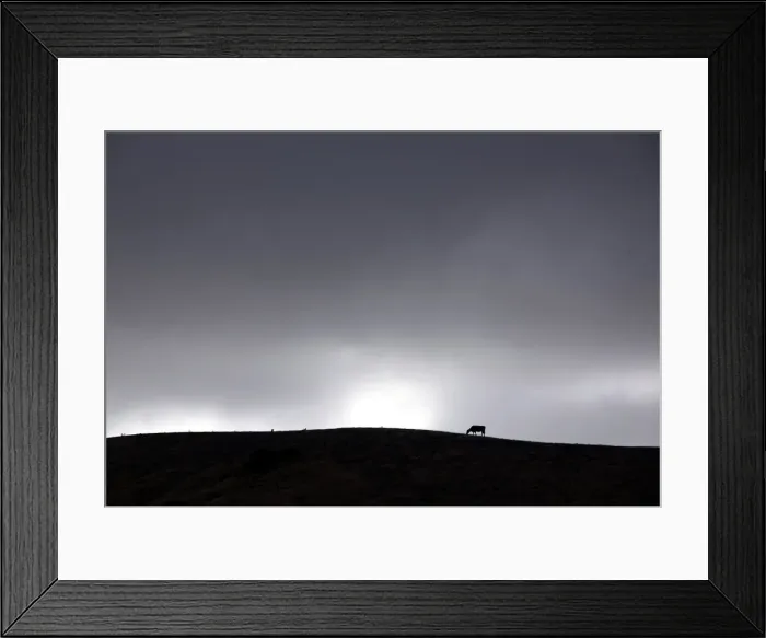 Framed Print : Clouds gather above a cow as it grazes in a drought-effected paddock on the outskirts of Framed Print : Clouds gather above a cow as it grazes in a drought-effected paddock on the outskirts of