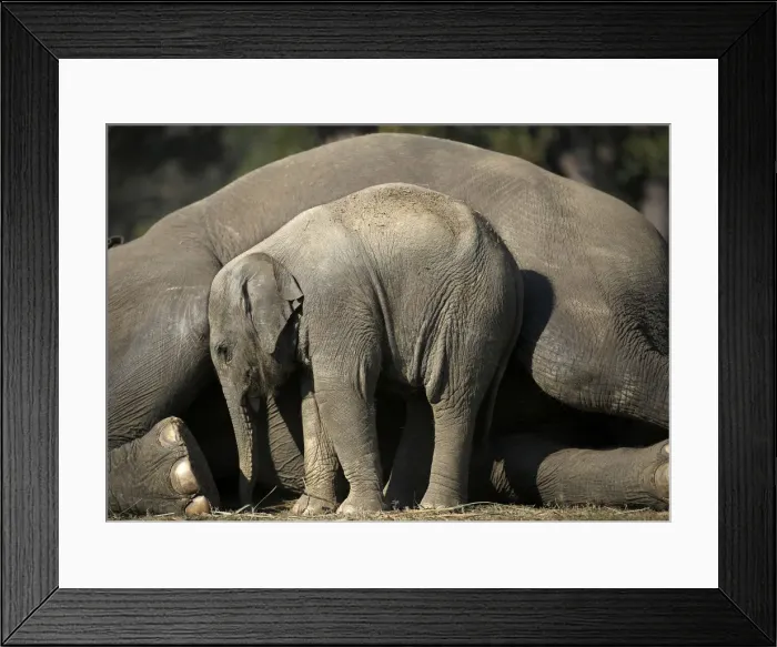 Framed Print : A one and a half months old baby elephant stands close to its mother as she lies down in