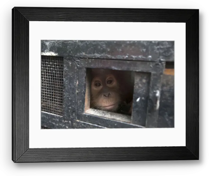 Framed Print : A young Sumatran orangutan looks out from its travel cage as it arrives at the Sumatran Framed Print : A young Sumatran orangutan looks out from its travel cage as it arrives at the Sumatran