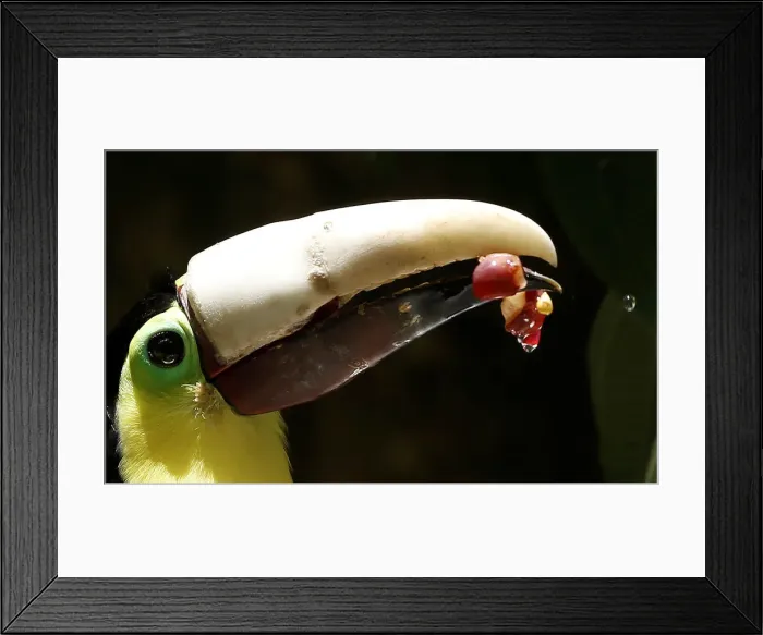 Framed Print : Grecia the toucan, which lost most of his upper beak in an attack
