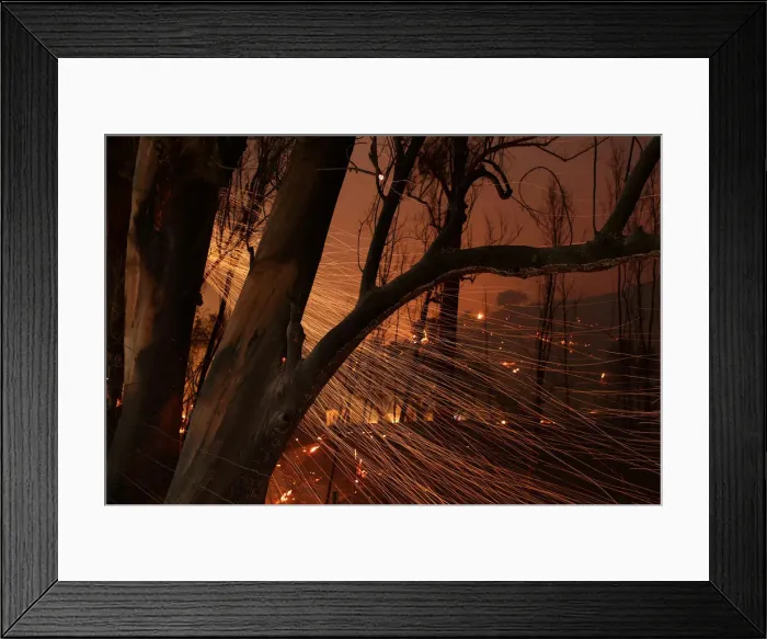 Framed Print : Embers blow from burned trees as strong winds push the Thomas Fire across thousands of Framed Print : Embers blow from burned trees as strong winds push the Thomas Fire across thousands of