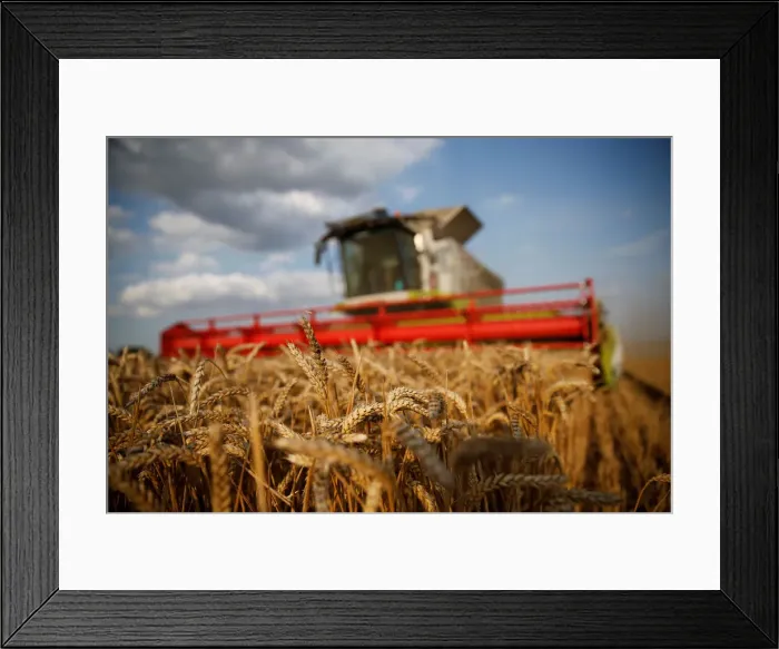 Framed Print : A farmer harvests wheat in Marquion Framed Print : A farmer harvests wheat in Marquion