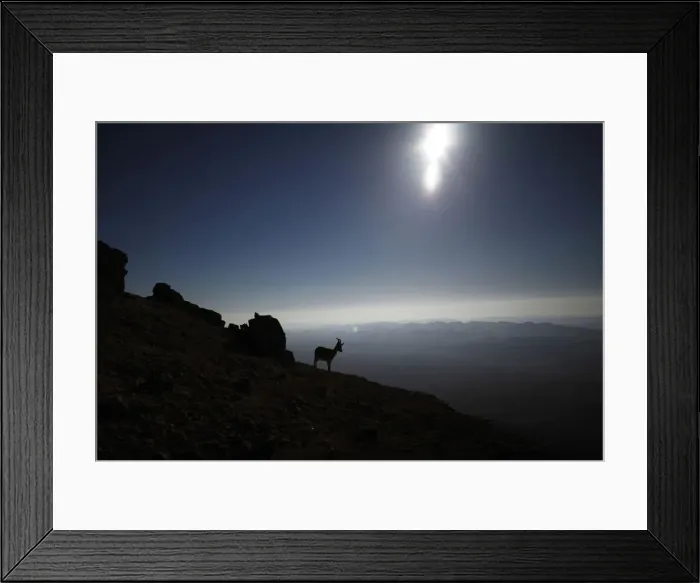 Framed Print : An ibex is silhouetted during sunrise in southern Israels Negev desert Framed Print : An ibex is silhouetted during sunrise in southern Israels Negev desert