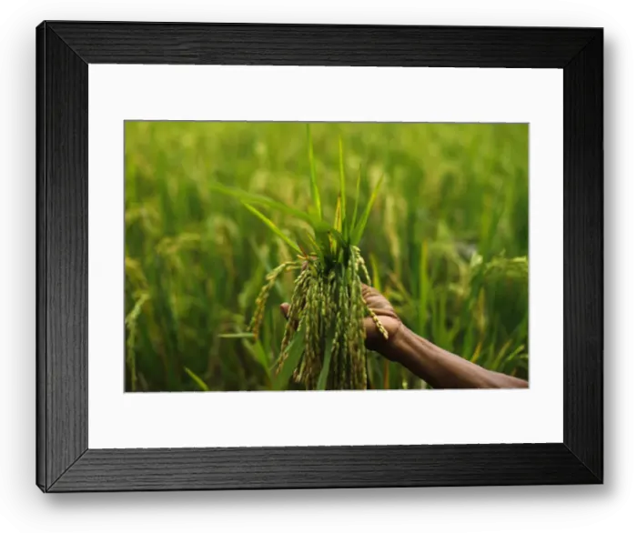 Framed Print : A farmer holds a handful of rice stalks at a paddy field in Karawang Framed Print : A farmer holds a handful of rice stalks at a paddy field in Karawang