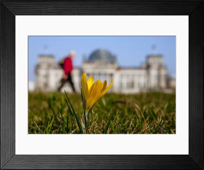Framed Print : A flower blossoms near Reichstag on sunny spring day in Berlin Framed Print : A flower blossoms near Reichstag on sunny spring day in Berlin
