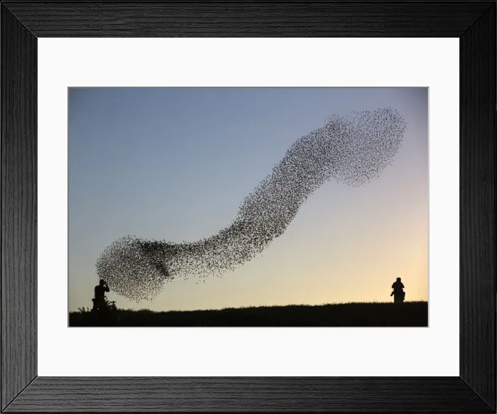 Framed Print : A flock of starlings fly over an agricultural field near the southern Israeli city of