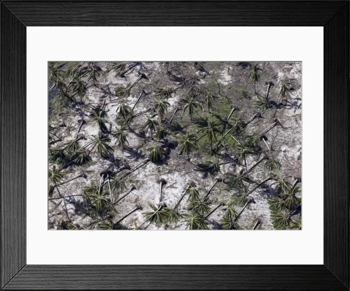 Framed Print : An aerial view of toppled coconut trees by a remote village in Dolores Framed Print : An aerial view of toppled coconut trees by a remote village in Dolores