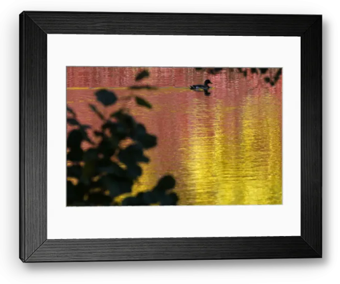 Framed Print : A duck swims in a pond at a park in central St. Petersburg