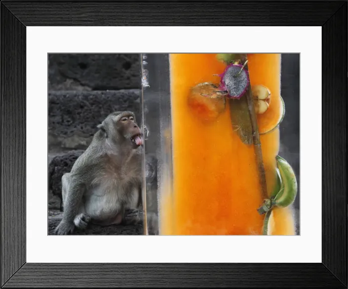 Framed Print : A monkey licks a block of ice with fruits encased in it during the annual Monkey Buffet Framed Print : A monkey licks a block of ice with fruits encased in it during the annual Monkey Buffet