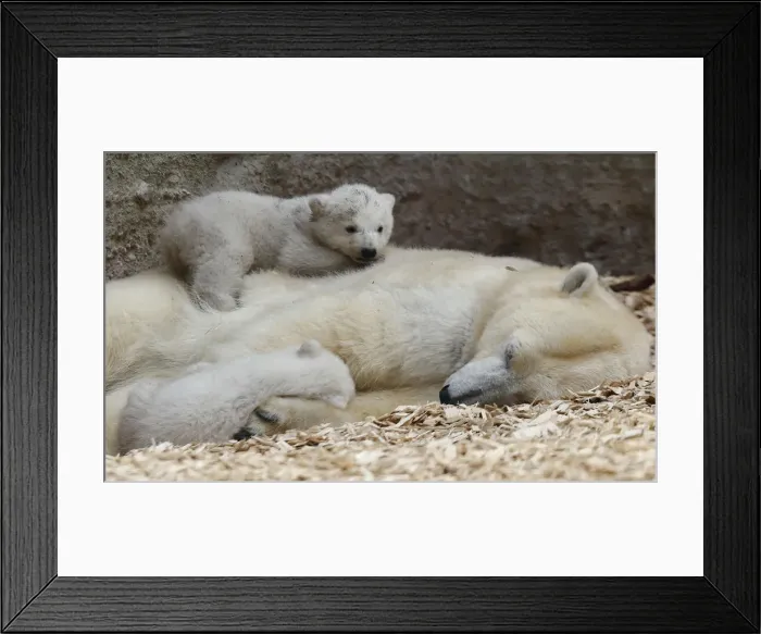 Framed Print : Twin polar bear lie on their mother Giovanna outside in their enclosure at Tierpark Framed Print : Twin polar bear lie on their mother Giovanna outside in their enclosure at Tierpark