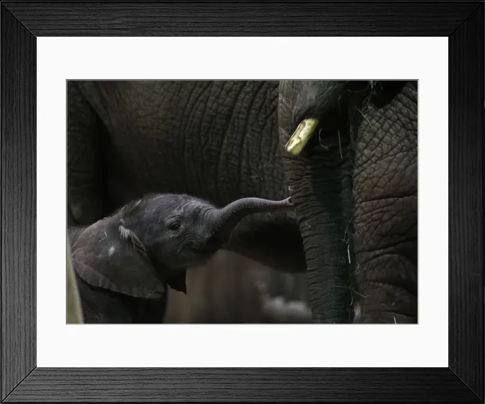 Framed Print : African elephant mother Punda stands beside her newborn baby Shawu in the zoo of