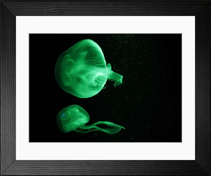 Framed Print : Jellyfish are illuminated inside an aquarium in Palma de Mallorca Framed Print : Jellyfish are illuminated inside an aquarium in Palma de Mallorca
