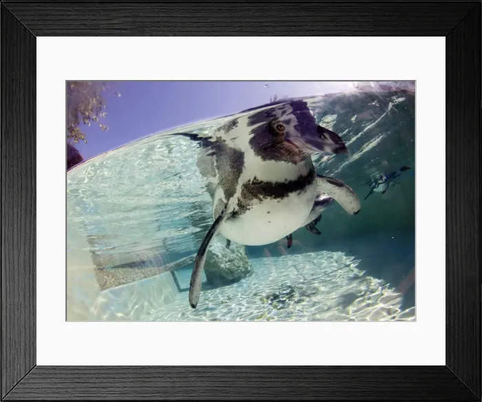 Framed Print : Humboldt Penguins swim at Marineland sea park on the island of Mallorca