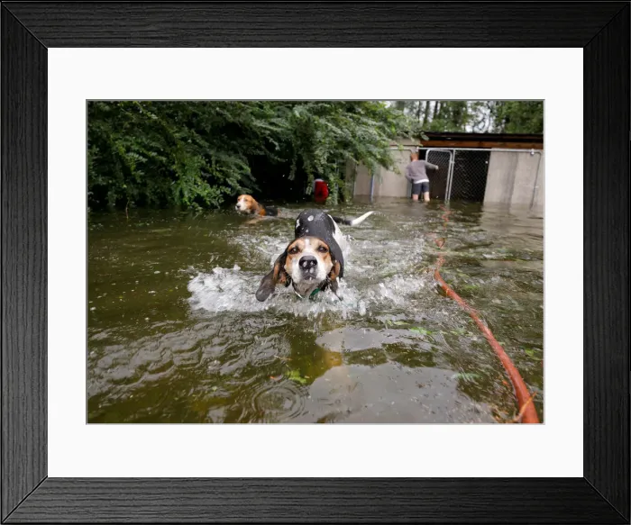 Framed Print : Panicked dogs that were left caged by an owner who fled rising flood waters in Framed Print : Panicked dogs that were left caged by an owner who fled rising flood waters in