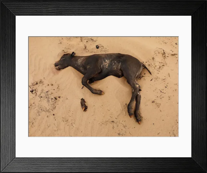 Framed Print : The Wider Image: Deadly U. S. wildfires leave ranches in ruins