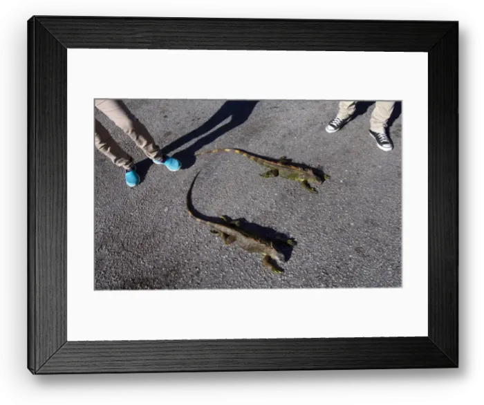 Framed Print : People observe cold stunned iguanas in Lake Worth