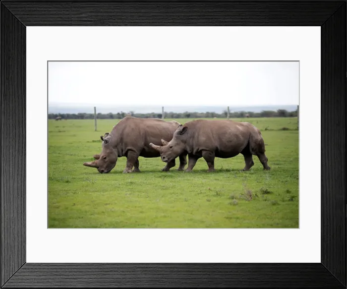 Framed Print : Najin and her daughter Patu, the last two northern white rhino females Framed Print : Najin and her daughter Patu, the last two northern white rhino females