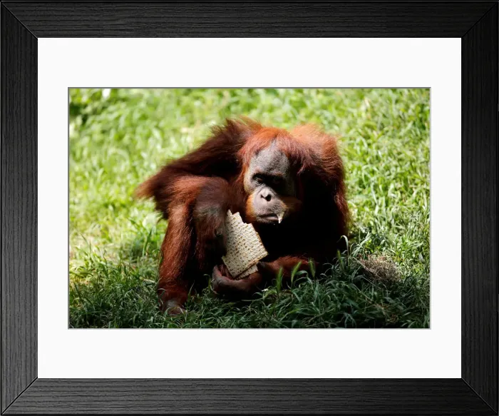 Framed Print : An orangutan eats matza, a traditional unleavened bread eaten during the upcoming Jewish