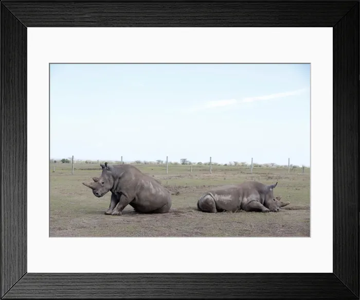 Framed Print : Najin and her daughter Patu, the last two northern white rhino females Framed Print : Najin and her daughter Patu, the last two northern white rhino females