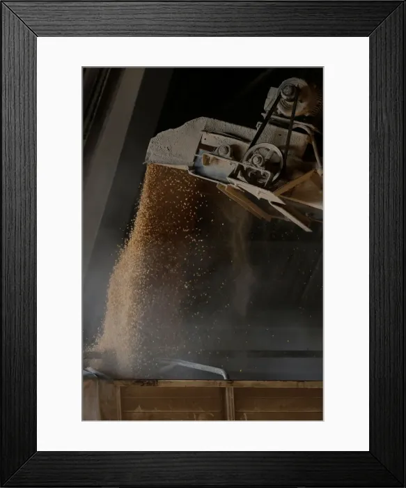 Framed Print : Tractor trailer is loaded with corn imported from Brazil at a warehouse in Tuxpan Framed Print : Tractor trailer is loaded with corn imported from Brazil at a warehouse in Tuxpan