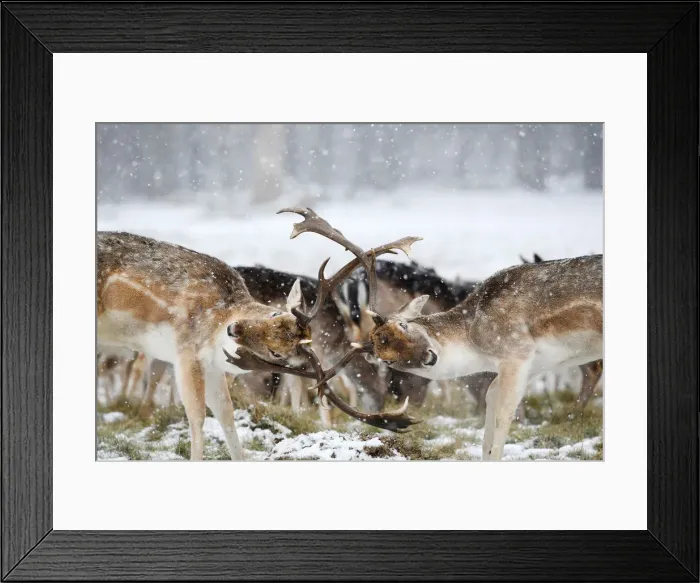 Framed Print : Deer clash antlers as snow falls in Richmond Park in London Framed Print : Deer clash antlers as snow falls in Richmond Park in London