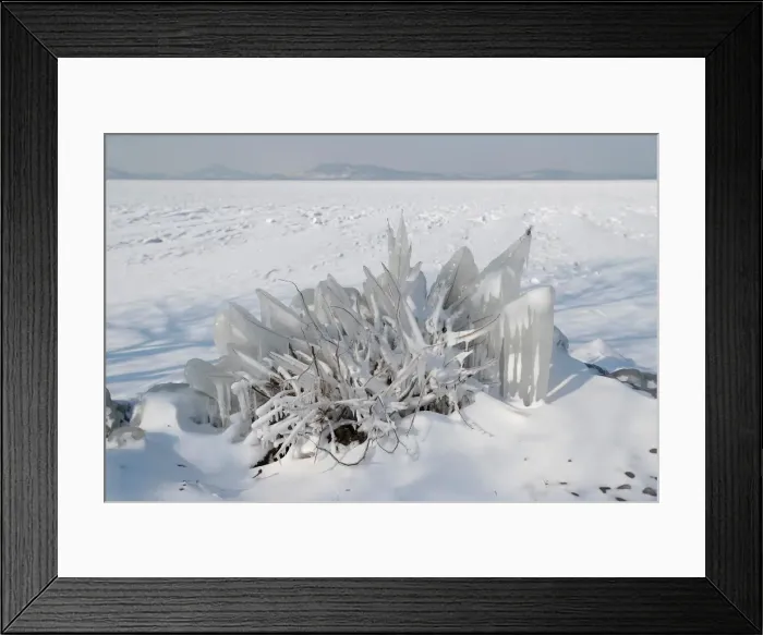 Framed Print : An ice covered bush is seen during a winter day on the shore of lake Balaton in Fonyod Framed Print : An ice covered bush is seen during a winter day on the shore of lake Balaton in Fonyod