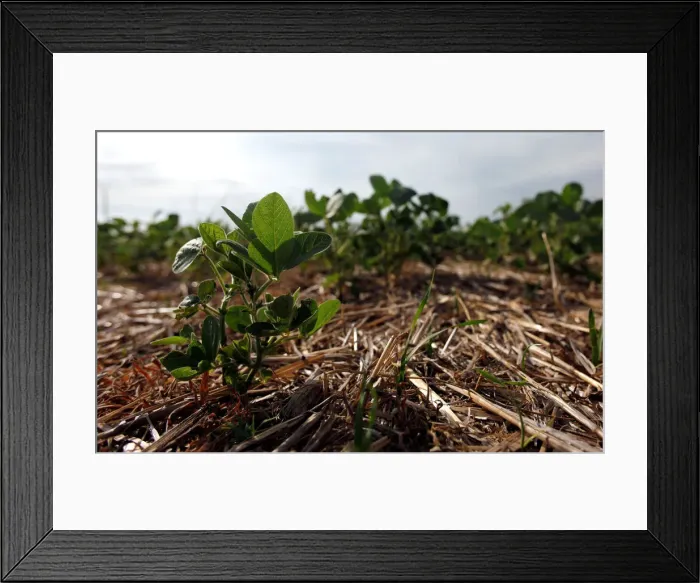 Framed Print : Soy plants are seen in a drought-affected farm near Chivilcoy Framed Print : Soy plants are seen in a drought-affected farm near Chivilcoy