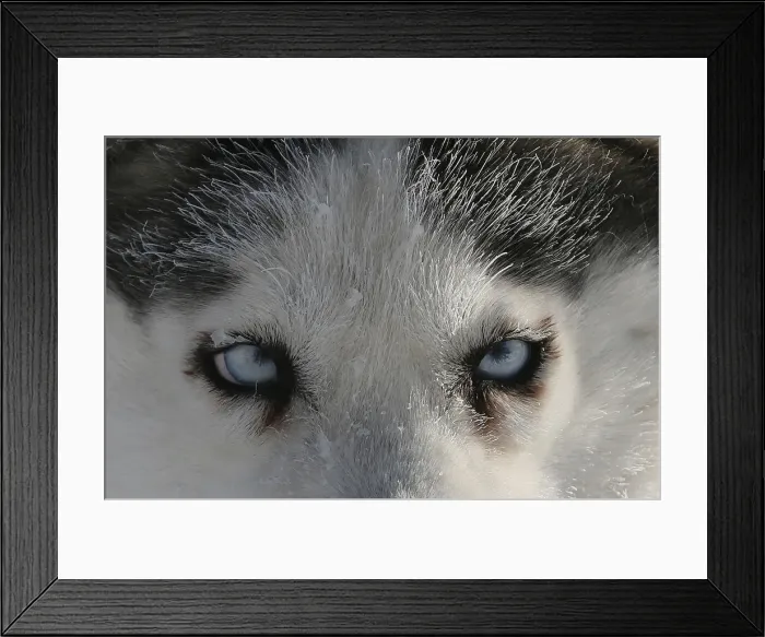 Framed Print : A Siberian Husky dog of the Royev Ruchey Park team is seen as it rests during a practice