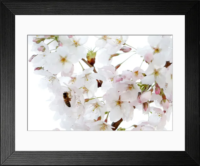 Framed Print : A bee searches for pollen among cherry blossoms on a sunny spring day in Brussels Framed Print : A bee searches for pollen among cherry blossoms on a sunny spring day in Brussels