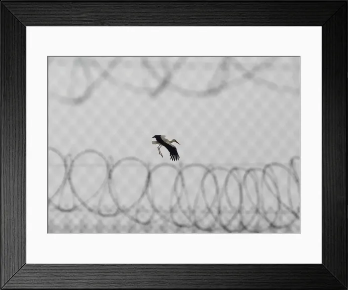 Framed Print : The Wider Image: In Hungary, one fence comes down, another goes up