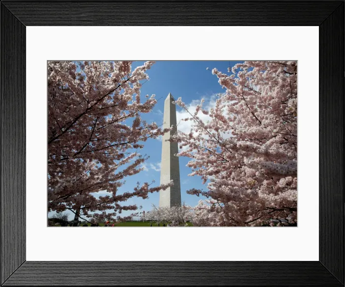 Framed Print : The Washington Monument stands behind blooming cherry trees in Washington Framed Print : The Washington Monument stands behind blooming cherry trees in Washington