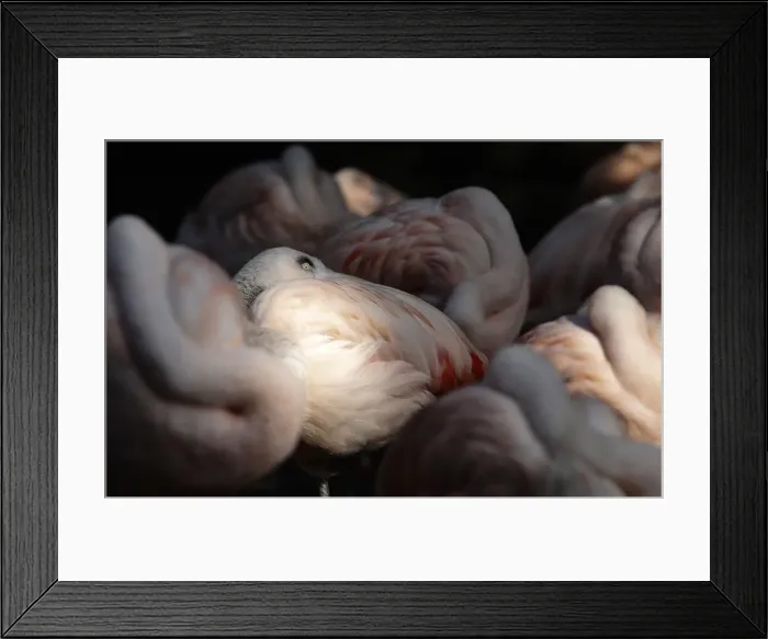 Framed Print : Flamingos sleep in a park in Mannheim Framed Print : Flamingos sleep in a park in Mannheim