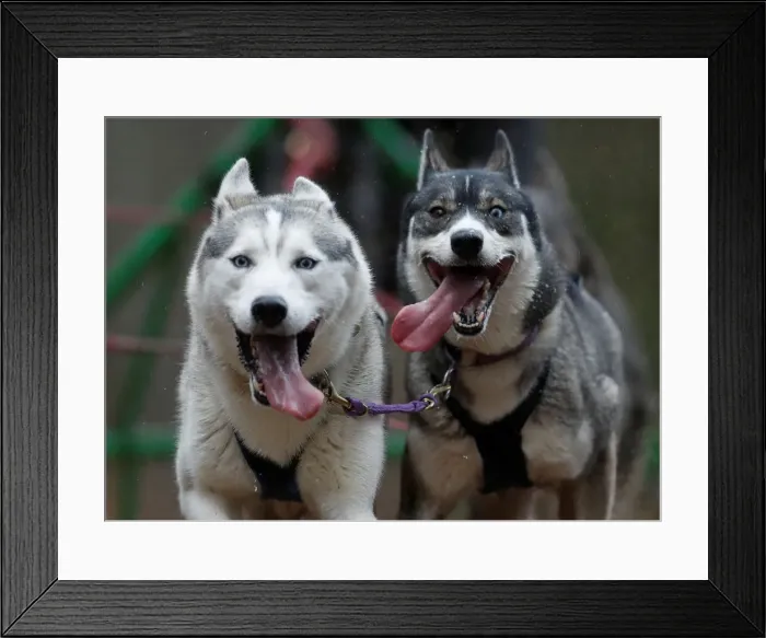 Framed Print : A sled dog team pull a rig during the Aviemore Sled Dog Rally in Aviemore Framed Print : A sled dog team pull a rig during the Aviemore Sled Dog Rally in Aviemore