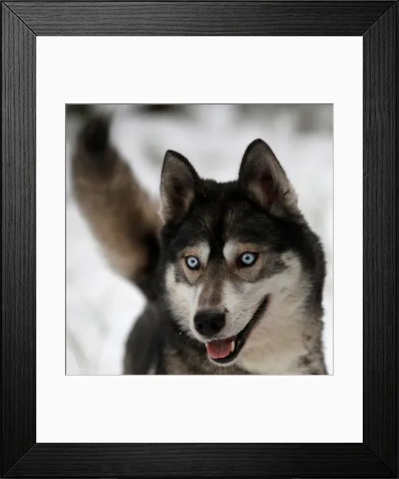 Framed Print : A Husky dog is tethered before practice for the Aviemore Sled Dog Rally in Feshiebridge Framed Print : A Husky dog is tethered before practice for the Aviemore Sled Dog Rally in Feshiebridge